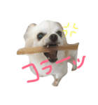 チワワんday（個別スタンプ：5）