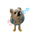 チワワんday（個別スタンプ：6）