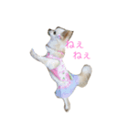 チワワんday（個別スタンプ：7）