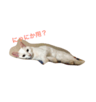白猫ユキちゃん（個別スタンプ：1）