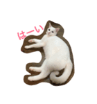 白猫ユキちゃん（個別スタンプ：8）