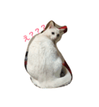 白猫ユキちゃん（個別スタンプ：14）
