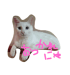 白猫ユキちゃん（個別スタンプ：15）