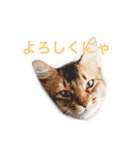 我が家の4ニャンズ（個別スタンプ：1）