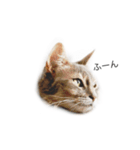 我が家の4ニャンズ（個別スタンプ：2）