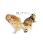 我が家の4ニャンズ（個別スタンプ：3）