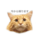 我が家の4ニャンズ（個別スタンプ：4）