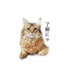 我が家の4ニャンズ（個別スタンプ：5）