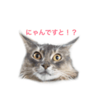 我が家の4ニャンズ（個別スタンプ：6）