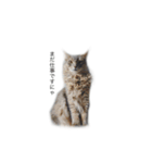 我が家の4ニャンズ（個別スタンプ：7）
