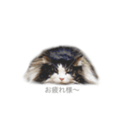 我が家の4ニャンズ（個別スタンプ：9）