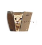 我が家の4ニャンズ（個別スタンプ：10）