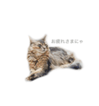 我が家の4ニャンズ（個別スタンプ：11）