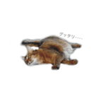 我が家の4ニャンズ（個別スタンプ：12）