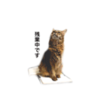 我が家の4ニャンズ（個別スタンプ：13）