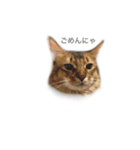 我が家の4ニャンズ（個別スタンプ：14）