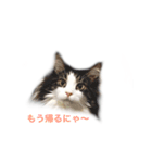 我が家の4ニャンズ（個別スタンプ：15）