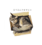 我が家の4ニャンズ（個別スタンプ：16）