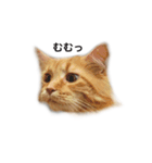 我が家の4ニャンズ（個別スタンプ：17）