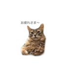 我が家の4ニャンズ（個別スタンプ：20）