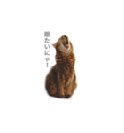 我が家の4ニャンズ（個別スタンプ：24）