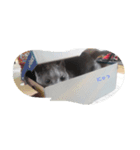 しえるにゃん（個別スタンプ：2）