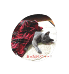 しえるにゃん（個別スタンプ：7）
