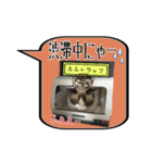 ラグドール（猫）ルルナ 日常編（個別スタンプ：16）