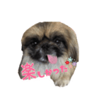 ペキニーズふー太 スタンプ（個別スタンプ：2）