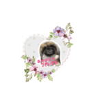 ペキニーズふー太 スタンプ（個別スタンプ：5）