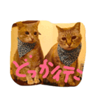 柿合さん家のネコ（個別スタンプ：3）