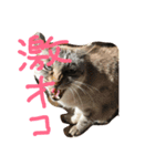 柿合さん家のネコ（個別スタンプ：4）