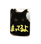 柿合さん家のネコ（個別スタンプ：5）