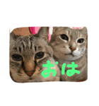 柿合さん家のネコ（個別スタンプ：7）