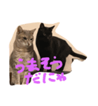 柿合さん家のネコ（個別スタンプ：8）