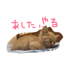 katokomaru（個別スタンプ：7）