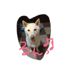 白柴ドン君（個別スタンプ：2）