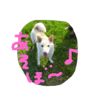 白柴ドン君（個別スタンプ：3）
