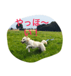 白柴ドン君（個別スタンプ：7）
