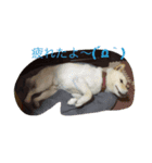 白柴ドン君（個別スタンプ：8）