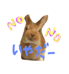 うさぎのCOCO.（個別スタンプ：4）
