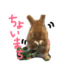うさぎのCOCO.（個別スタンプ：6）
