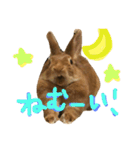 うさぎのCOCO.（個別スタンプ：8）