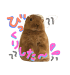 うさぎのCOCO.（個別スタンプ：13）