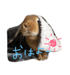 うさぎのCOCO.（個別スタンプ：15）