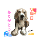 増田家の居候たち➀（個別スタンプ：2）