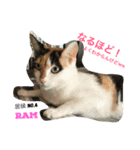 増田家の居候たち➀（個別スタンプ：9）