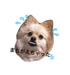 ニコのおしゃべり②（個別スタンプ：14）