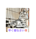 にゃん子の気持ちにゃ2（個別スタンプ：3）