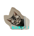 にゃん子の気持ちにゃ2（個別スタンプ：5）